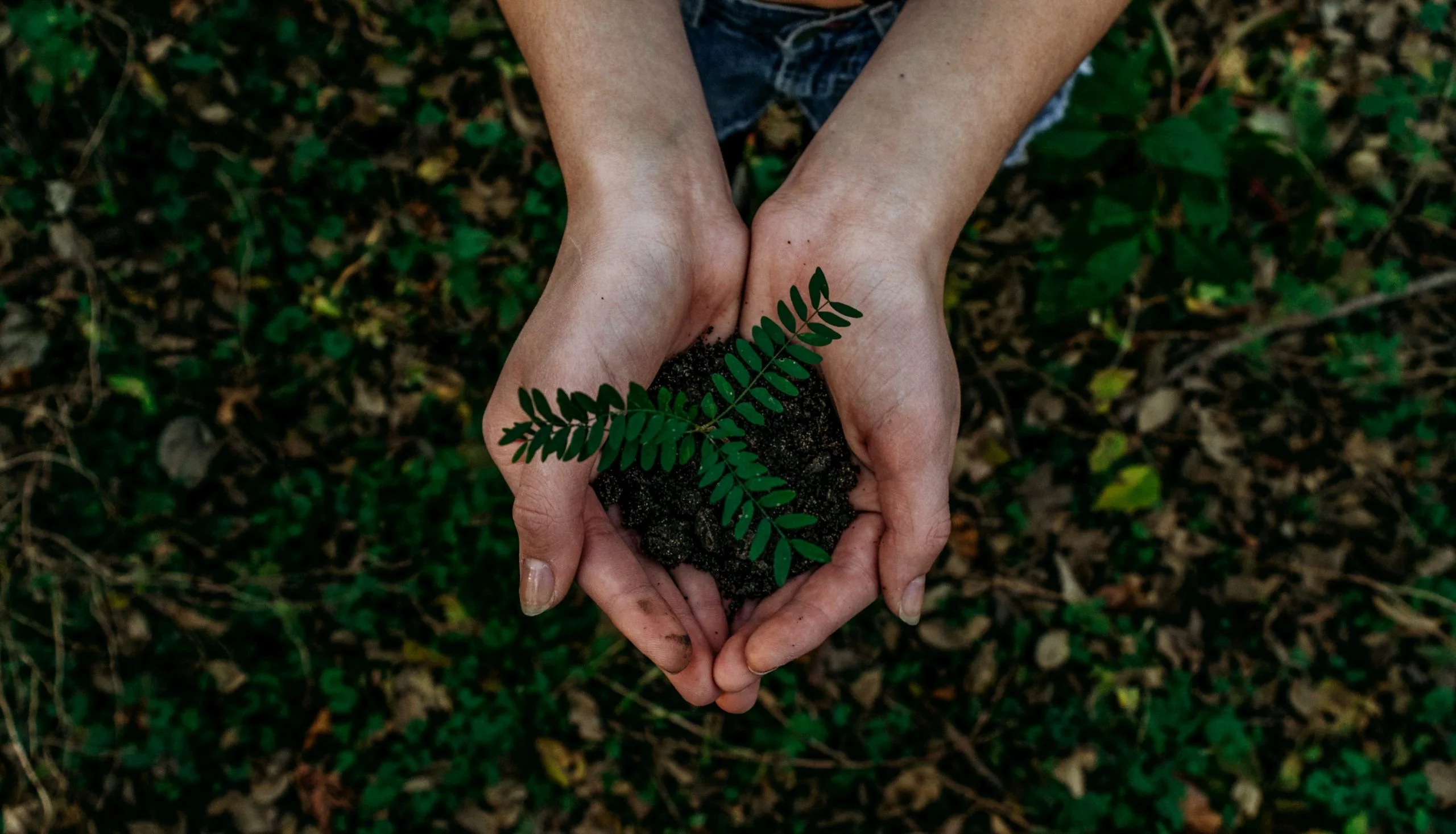 Sustainable Collection